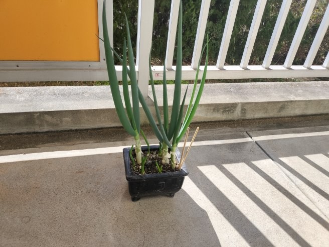 祖母のベランダ菜園