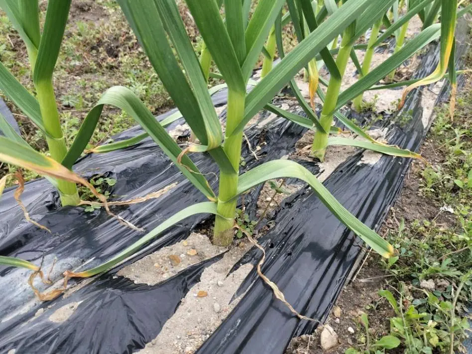 家庭菜園】にんにく栽培の成長記録｜こくだんブログ