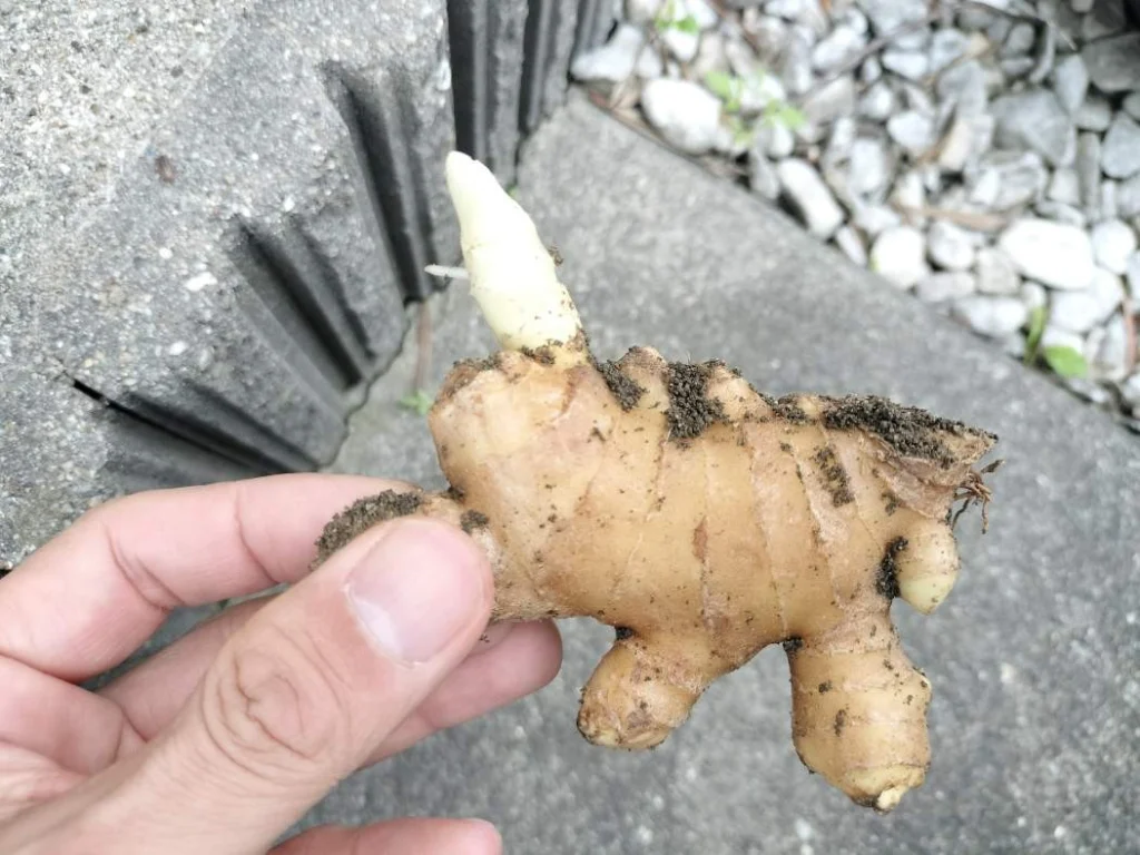 随時更新】数年ぶりの生姜栽培！植え付けから収穫までの