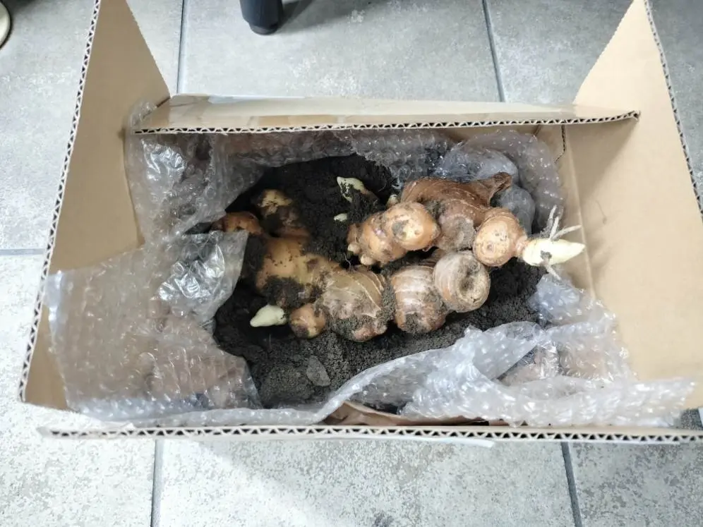 随時更新】数年ぶりの生姜栽培！植え付けから収穫までの