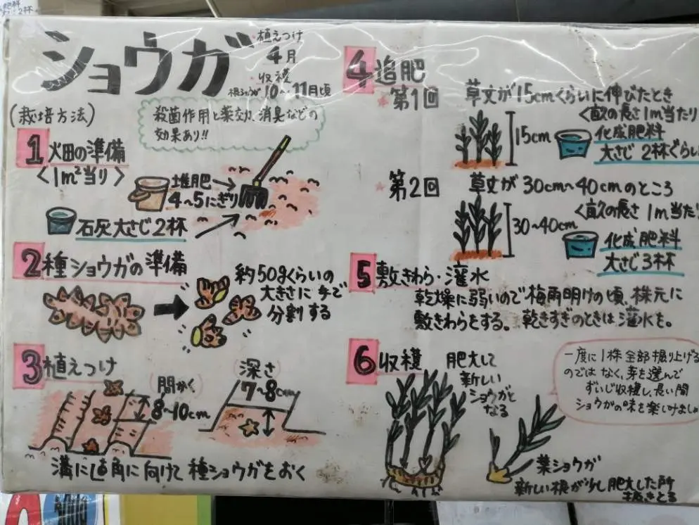 随時更新】数年ぶりの生姜栽培！植え付けから収穫までの